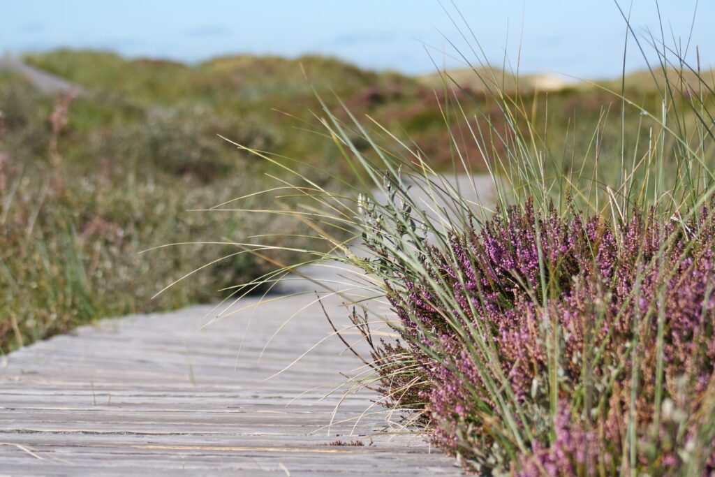 dolfiam boardwalk 537113