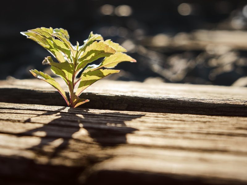 danielkirsch back to nature 4536616 1280